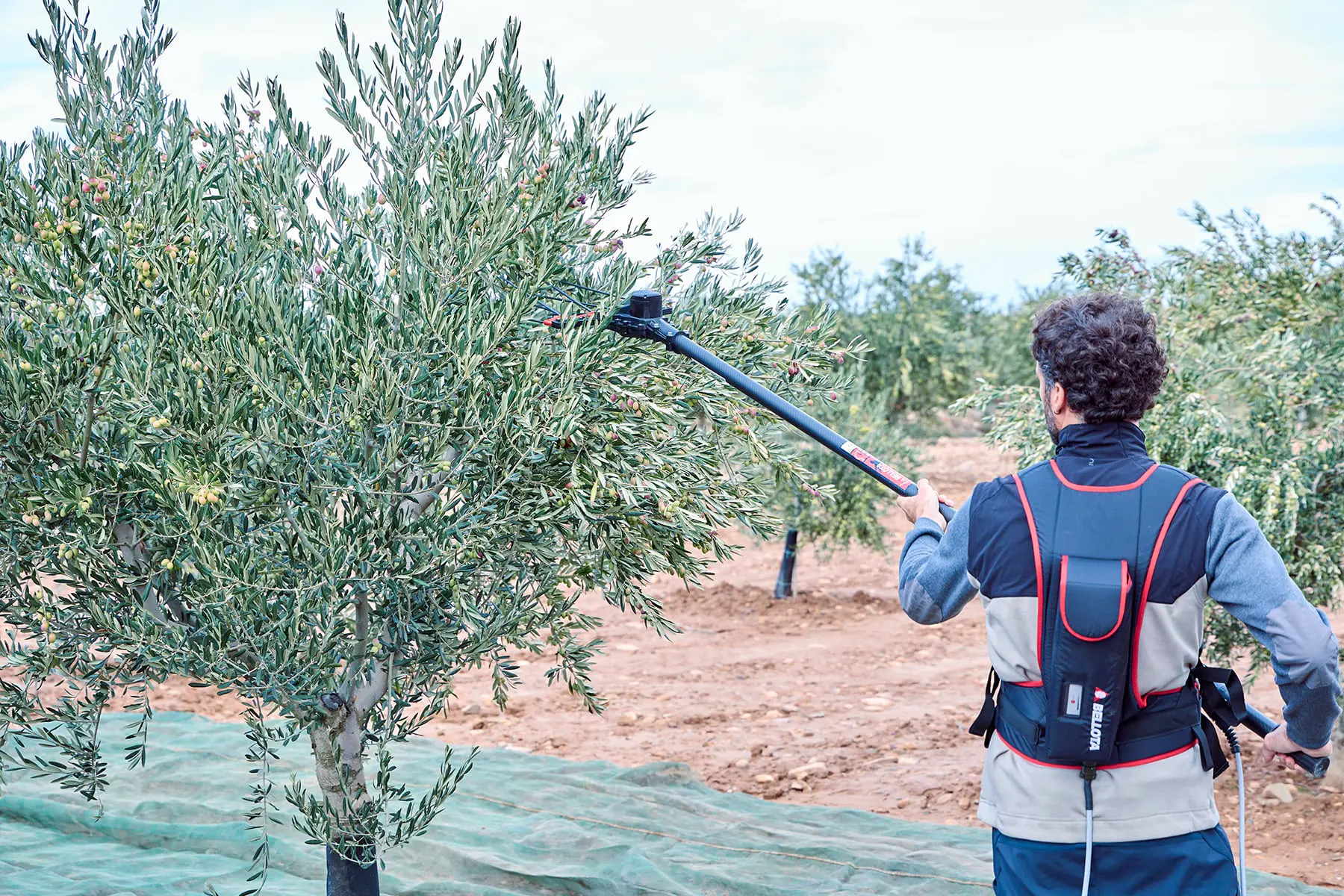 Bellota. Vareadores de aceitunas